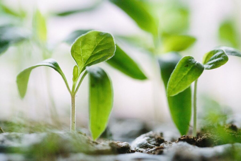 green leaves sprouting photo by francesco gallarotti via unsplash 100940892 large.3x2