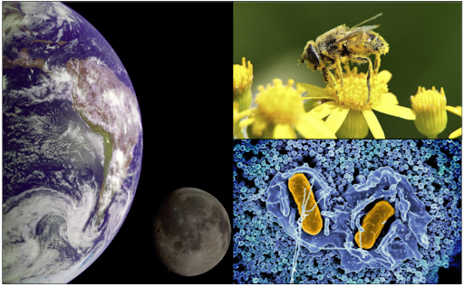 Everything You Need for Science Class—Free on Khan Academy 6 Science 1